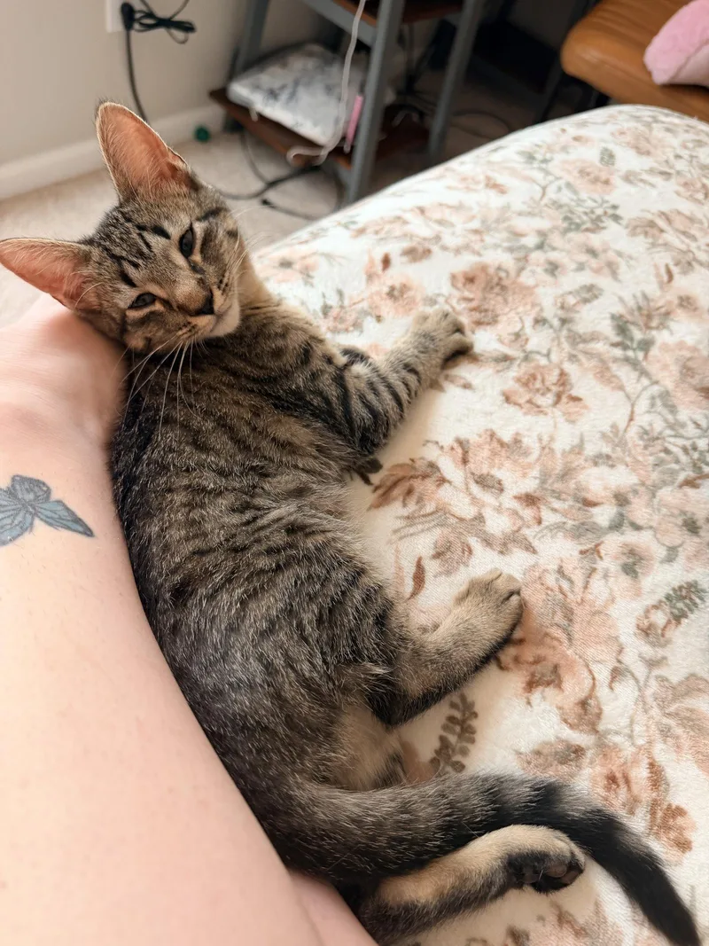 A young medium-sized male Domestic Short Hair cat named Hard Hat for adoption in Camden, SC