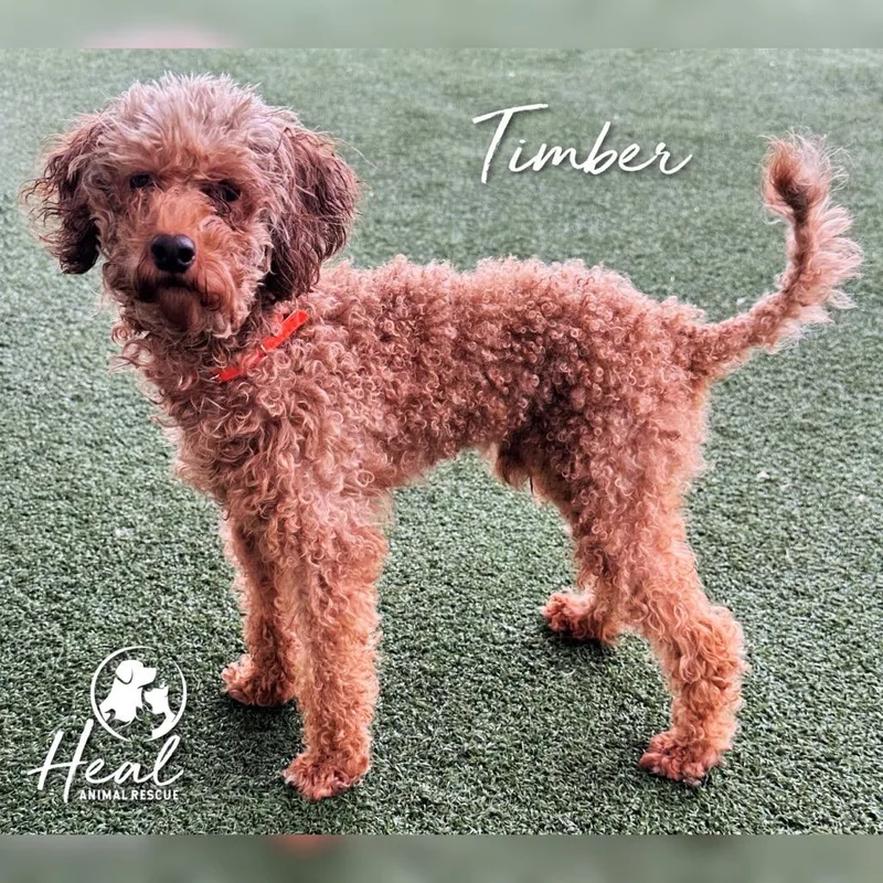 A young small-sized male Miniature Poodle dog named Timber for adoption in Youngwood, PA