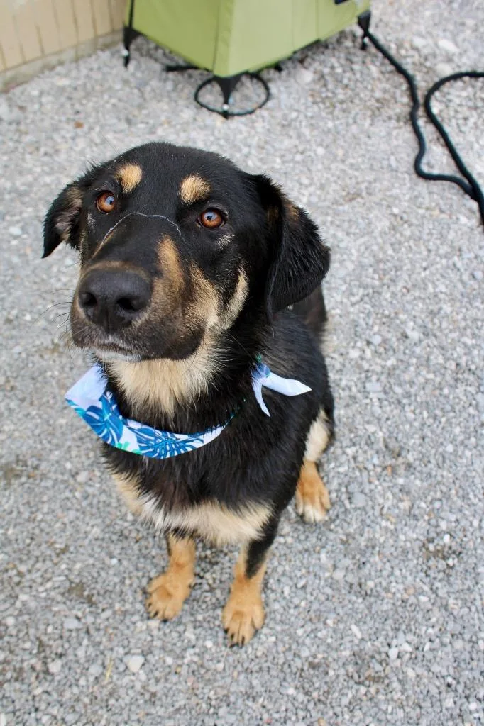 Max