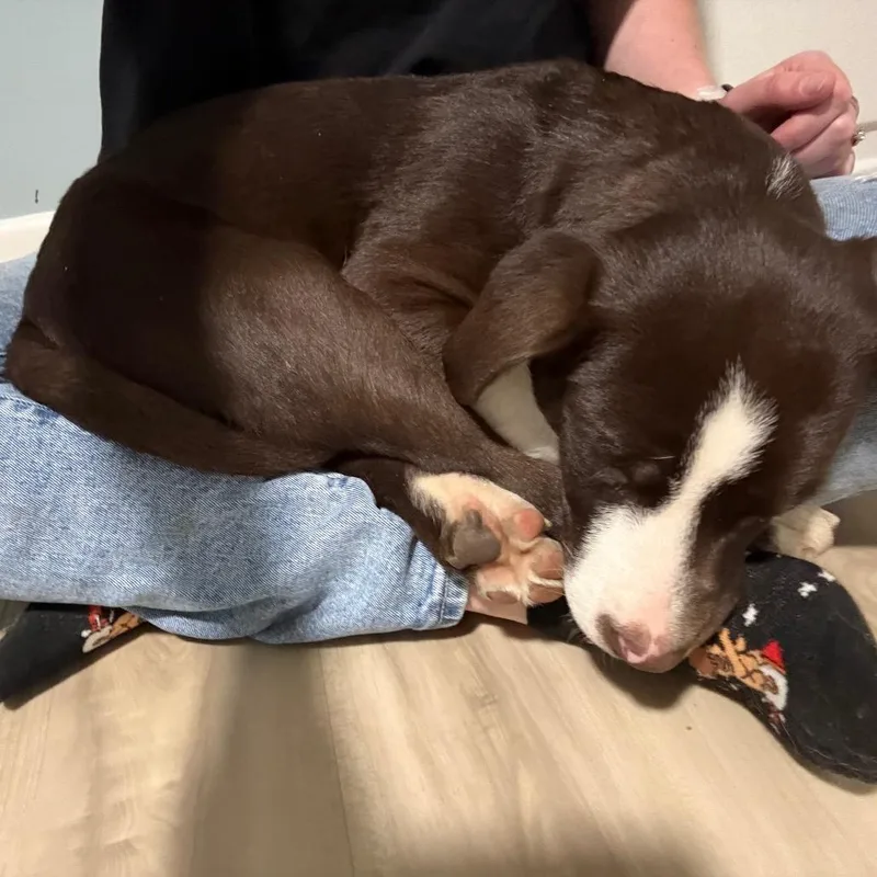 A baby medium-sized male Brown / Chocolate Australian Shepherd dog named Tigger for adoption in Avon, OH