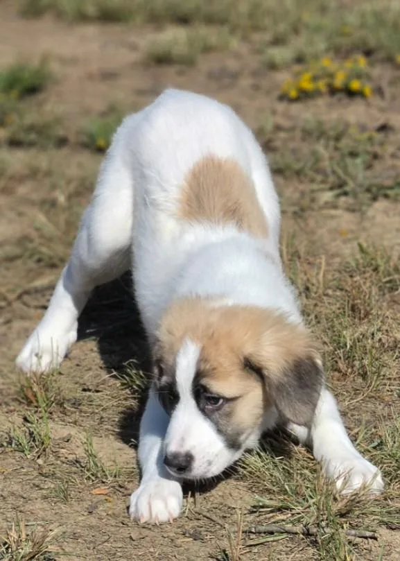 A baby large-sized female Great Pyrenees dog named Iris for adoption in Morrilton, AR