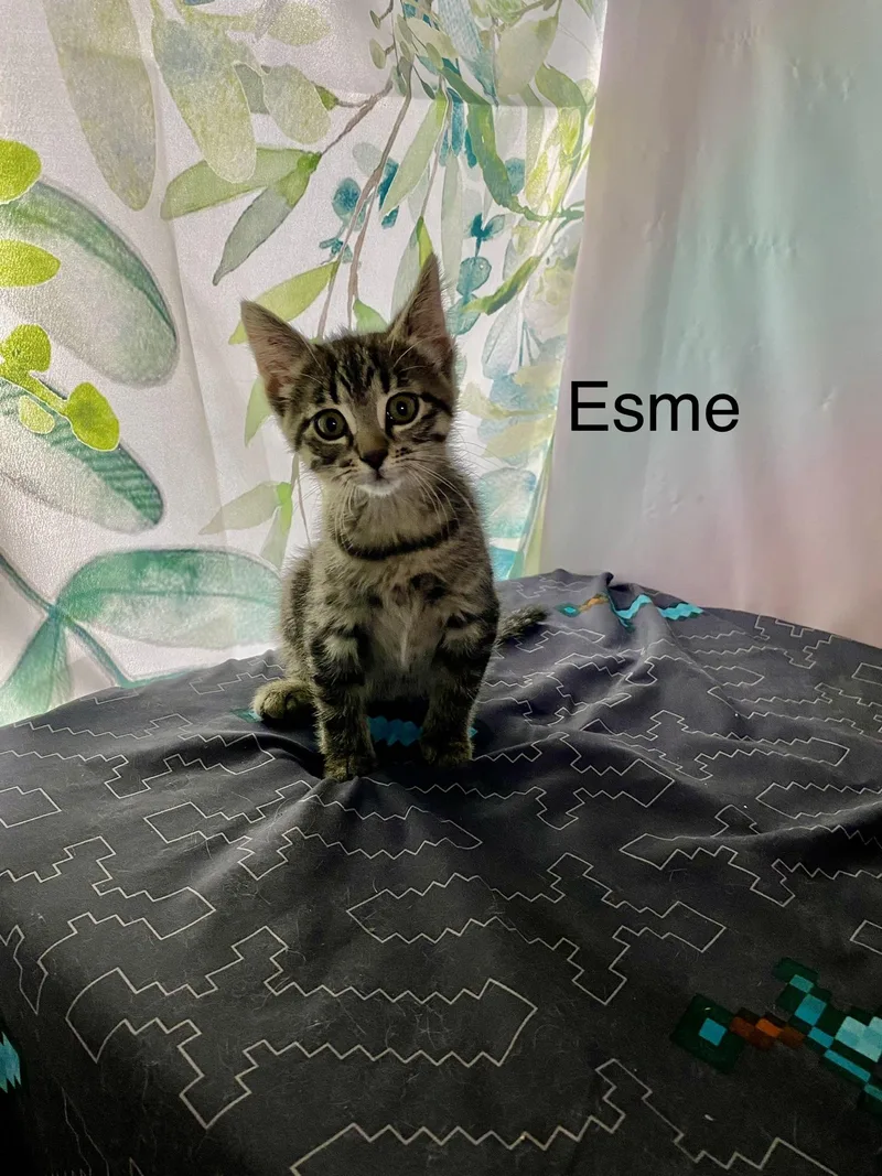 A baby medium-sized female Black Domestic Short Hair cat named Esme for adoption in Macomb, MI