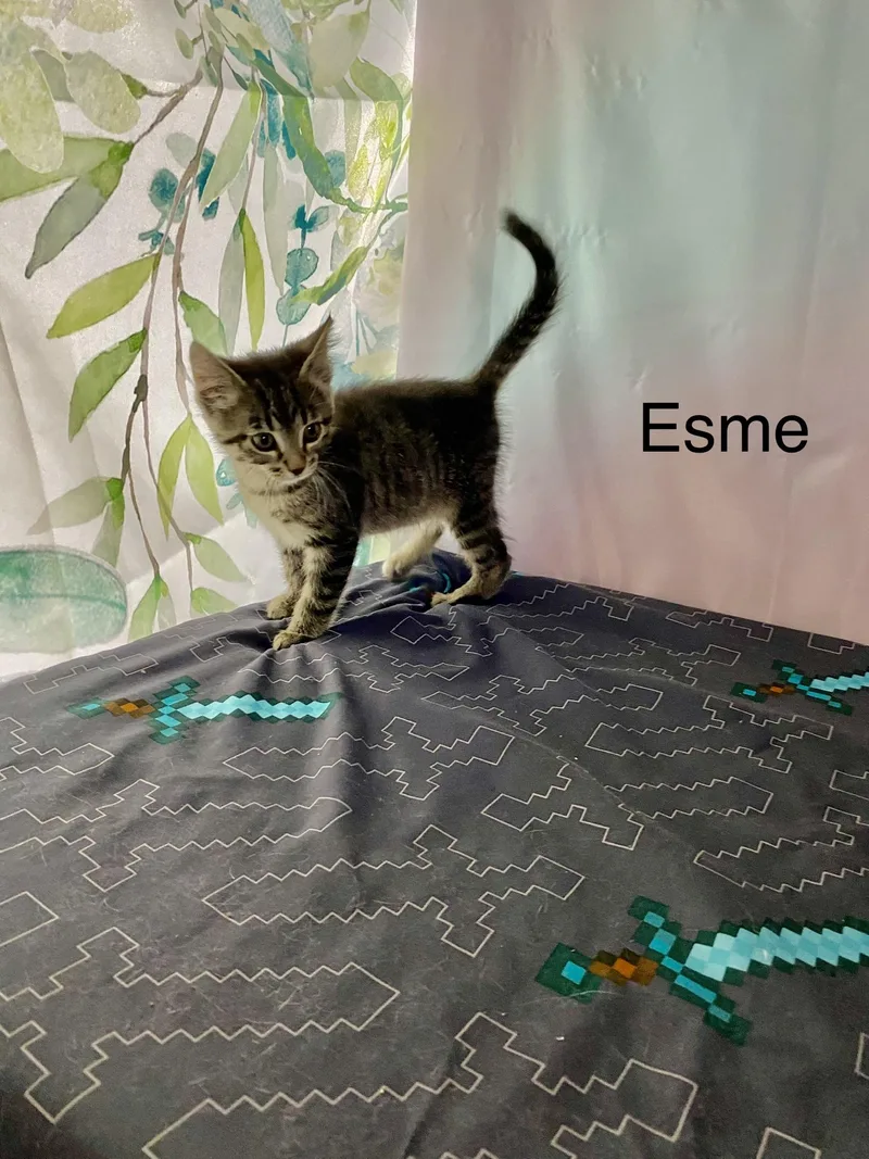 Esme thumbnail 2