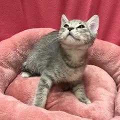 A baby medium-sized male Tabby (Gray / Blue / Silver) Tabby cat named Steamy for adoption in Green Valley, AZ
