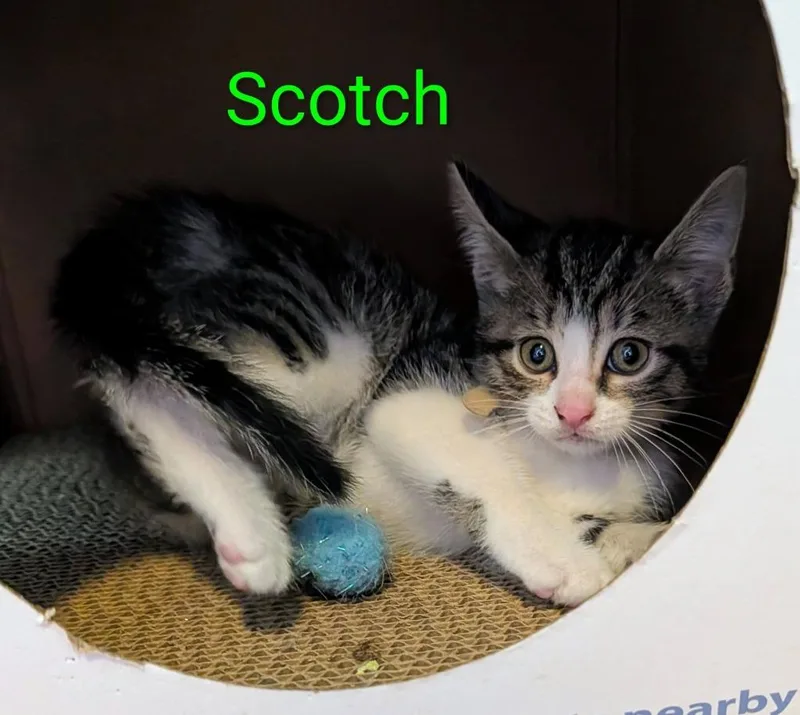 A baby small-sized male Domestic Short Hair cat named Scotch for adoption in Kettering, OH