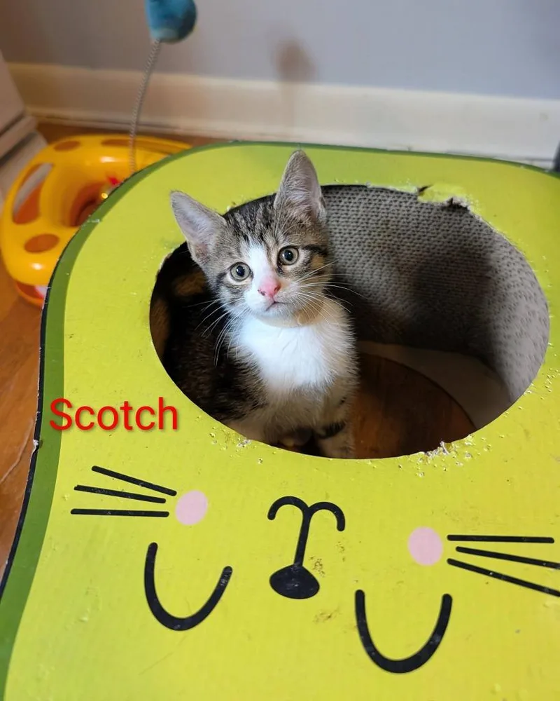 Scotch thumbnail 2