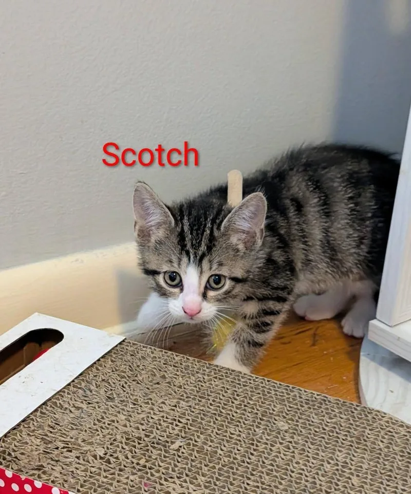 Scotch thumbnail 3