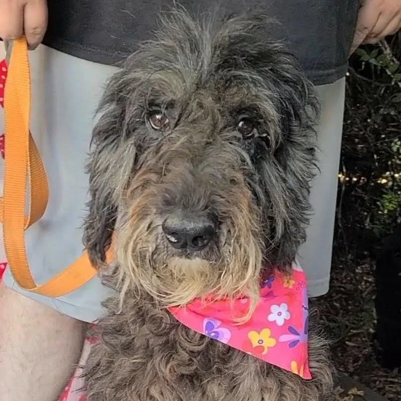 An adult large-sized female Labradoodle dog named Dixie Doodle for adoption in Woolwich, ME