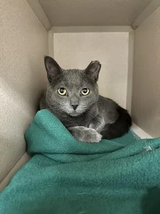 An adult small-sized male Domestic Short Hair cat named Poptart for adoption in Quakertown, PA