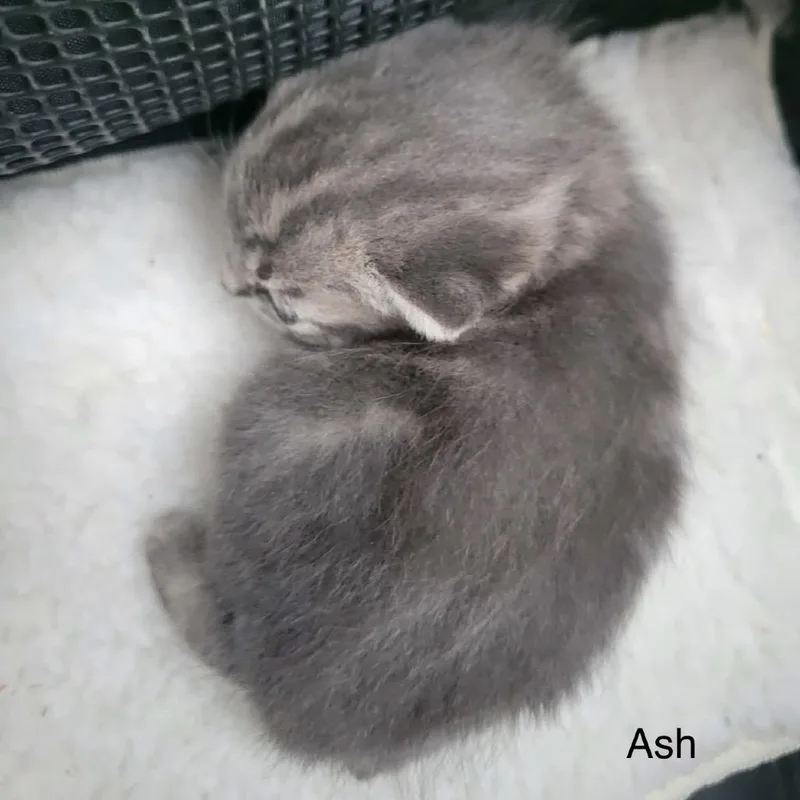 Ashley