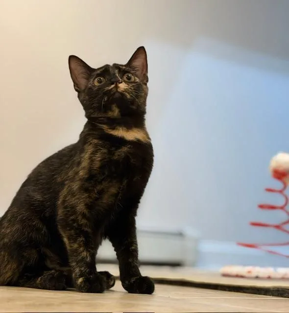 A baby medium-sized female Tortoiseshell cat named Sienna for adoption in Wayne, NJ