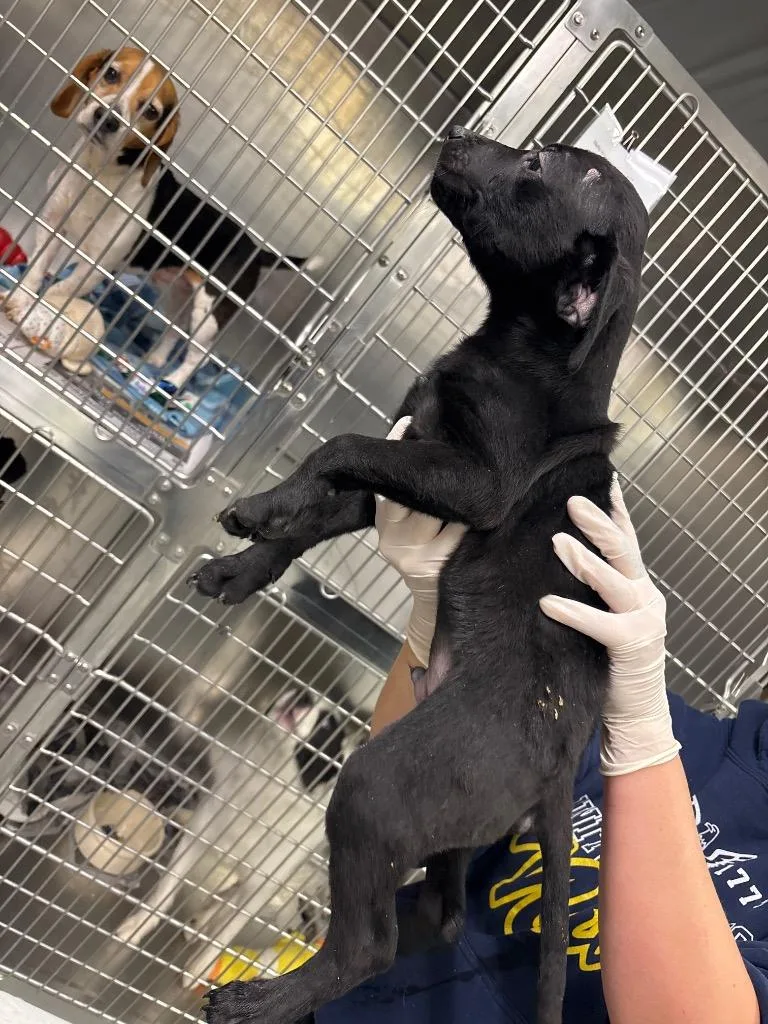 Jack Skellington thumbnail 2