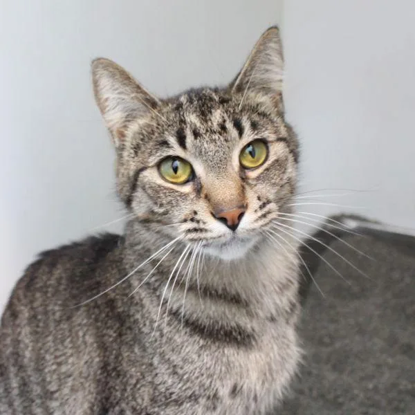 A young small-sized female Domestic Short Hair cat named Loudred for adoption in Des Moines, IA
