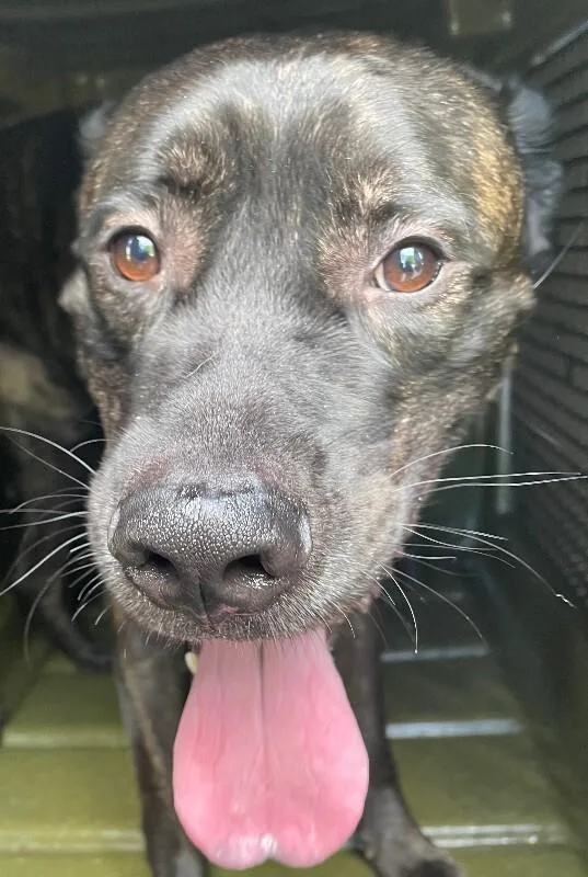 An adult large-sized male Brindle Mixed Breed dog named Root Beer for adoption in Cincinnati, OH