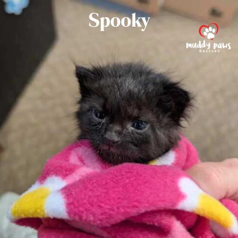 JulyOWeen Litter:  Spooky