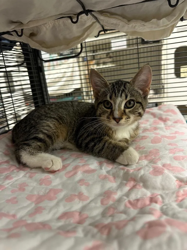 A baby small-sized female Domestic Short Hair cat named Shasta for adoption in Johnson City, TN