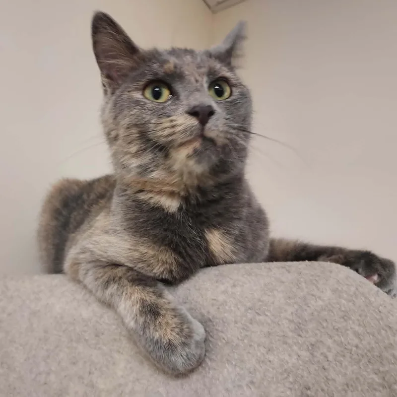 A young medium-sized female Domestic Short Hair cat named Claire for adoption in Falls Creek, PA
