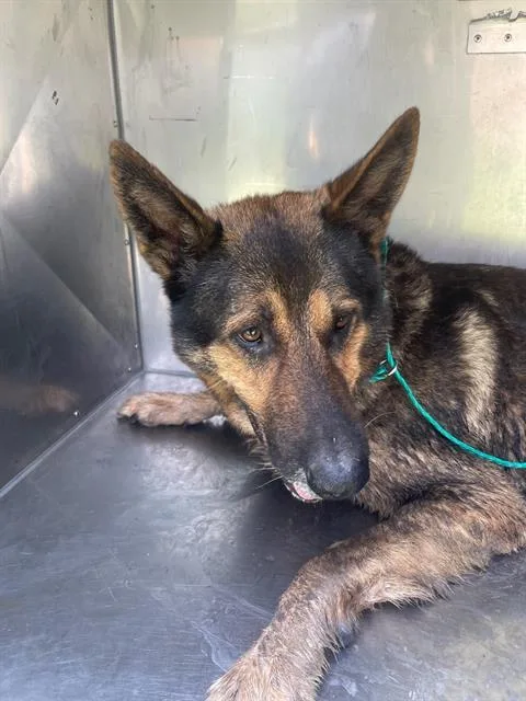 An adult large-sized male German Shepherd Dog dog named Heinz for adoption in Dallas, TX