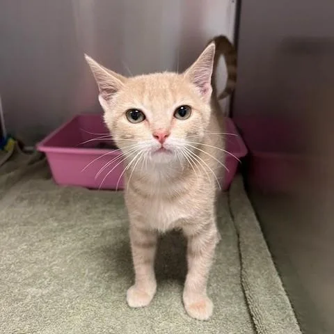 A young small-sized male Orange / Red Domestic Short Hair cat named Dale for adoption in Tyler, TX