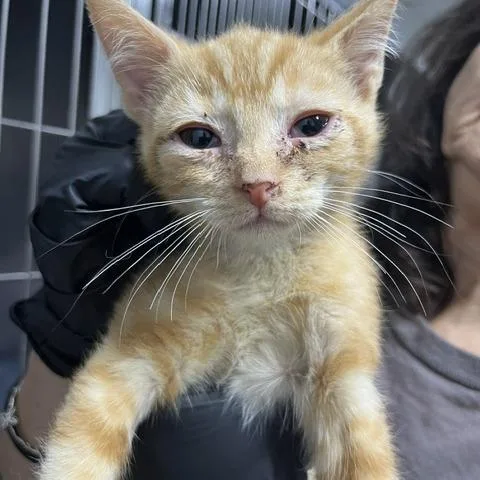 A baby small-sized male Domestic Short Hair cat named Memphis for adoption in Marble, NC