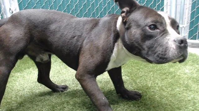 An adult medium-sized male Pit Bull Terrier dog named Peter for adoption in Downey, CA