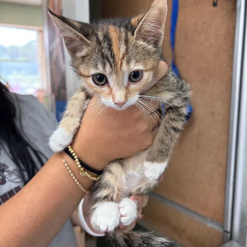 A baby small-sized female Torbie Domestic Short Hair cat named Topanga for adoption in West Point, MS