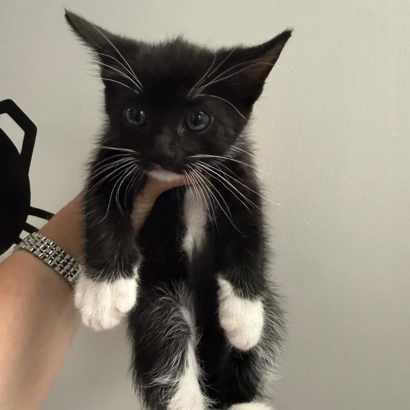 A baby small-sized male Black Domestic Short Hair cat named David for adoption in Sunnyvale, CA