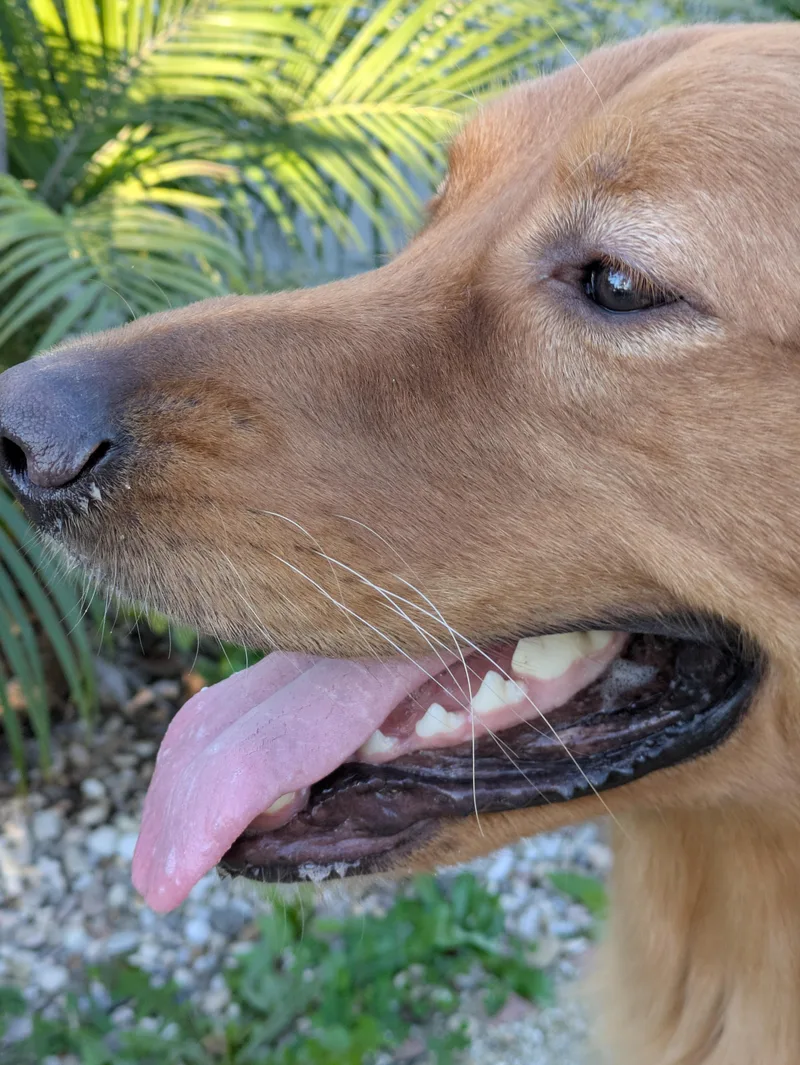 A young large-sized male Golden Retriever dog named Abbott for adoption in Los Angeles, CA