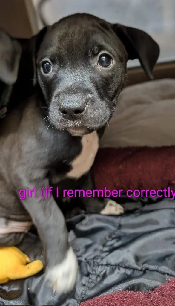 A baby medium-sized female Mixed Breed dog named Circe for adoption in Warren, MI