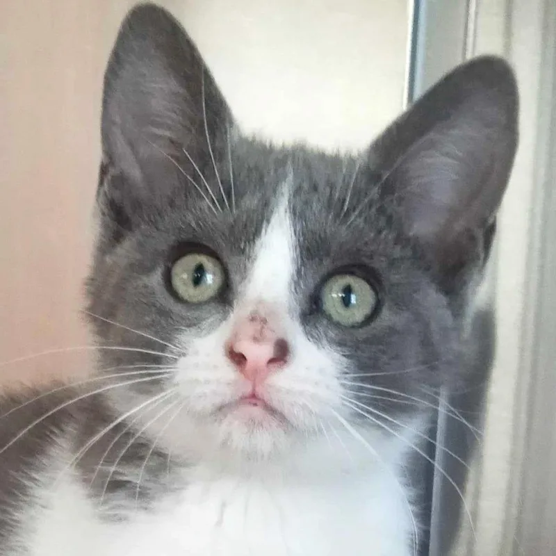 A baby medium-sized female Gray & White Domestic Short Hair cat named Robin Blue for adoption in Jefferson, WI