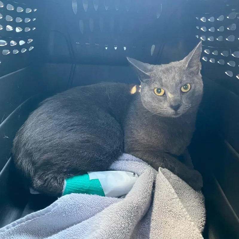 An adult small-sized male Domestic Short Hair cat named Paddington for adoption in Los Angeles, CA