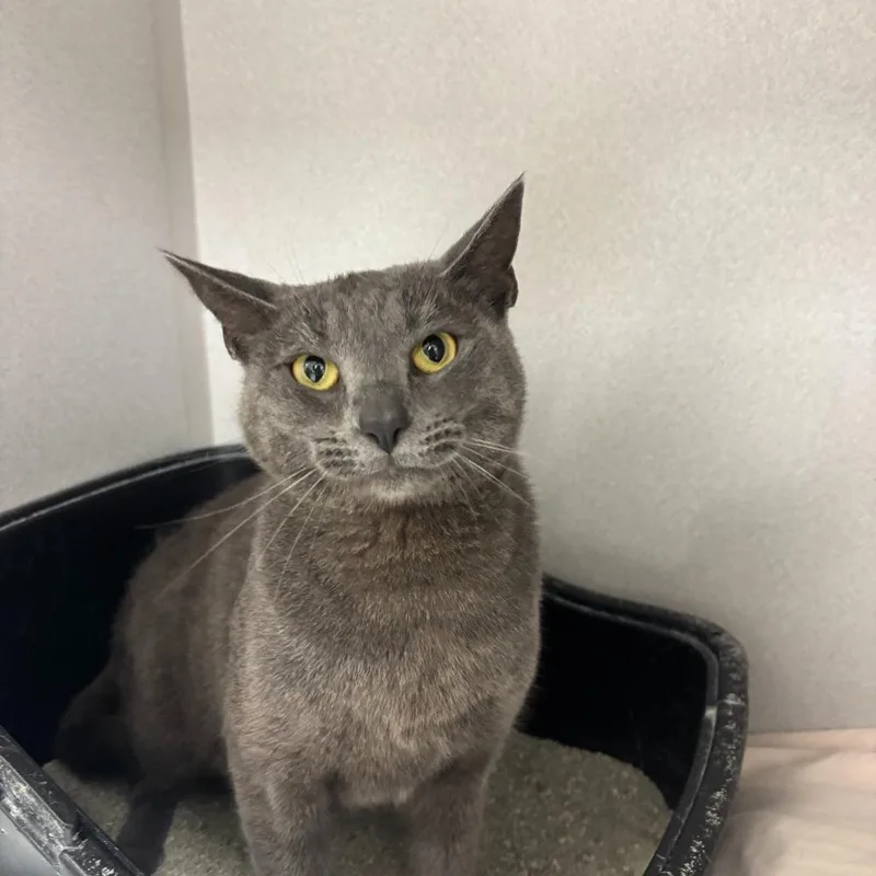 Paddington thumbnail 3