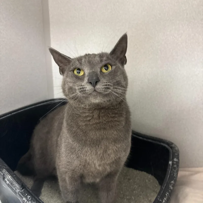 Paddington thumbnail 4