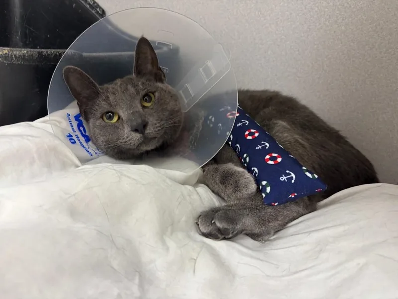 Paddington thumbnail 5