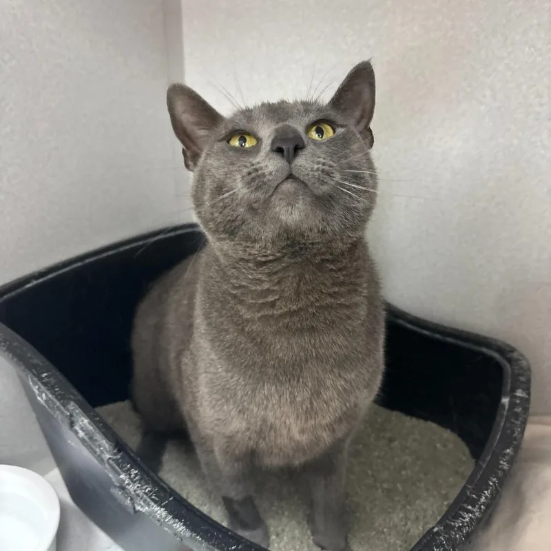 Paddington thumbnail 6