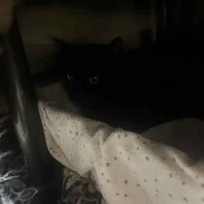 Princess Lolly thumbnail 2