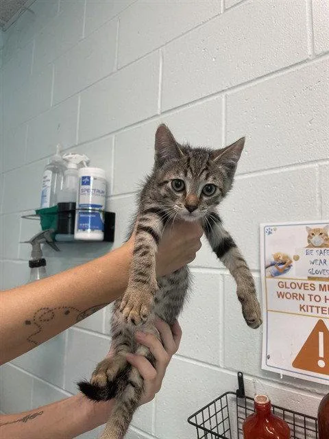 A baby small-sized male Domestic Short Hair cat named Notebook for adoption in Tavares, FL