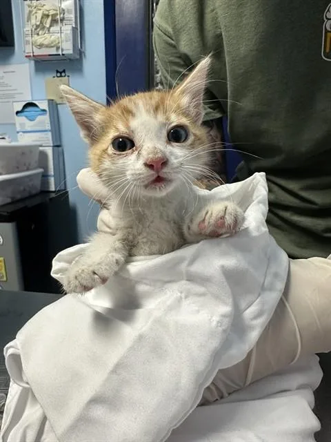 A baby small-sized male Domestic Short Hair cat named Turtle for adoption in Bakersfield, CA