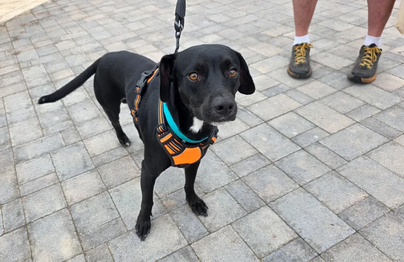 A young medium-sized male Black Labrador Retriever dog named Roscoe D for adoption in Pflugerville, TX