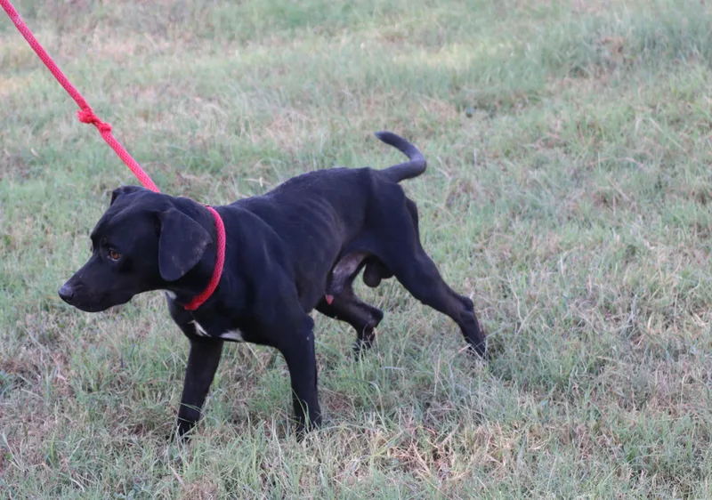 Roscoe D thumbnail 6