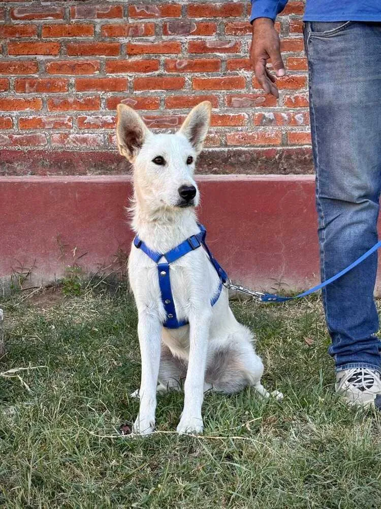 Clifford thumbnail 2