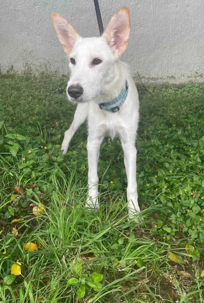 Clifford thumbnail 3