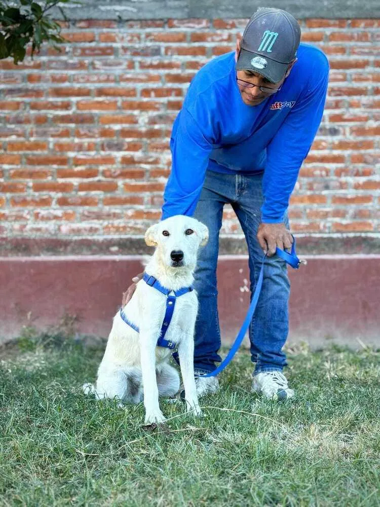 Clifford thumbnail 5