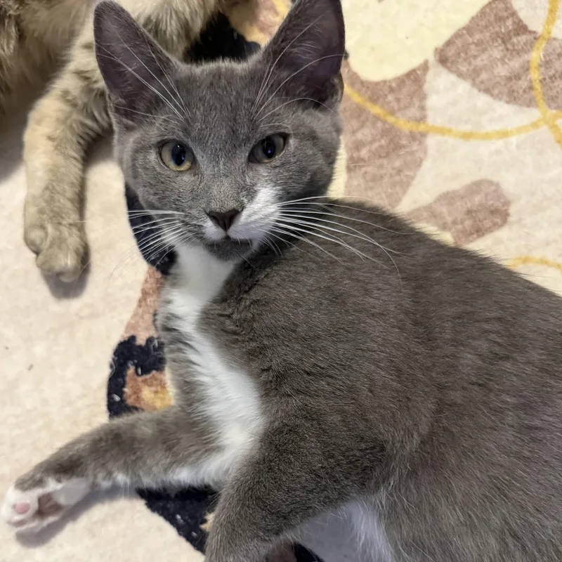 A baby small-sized male Gray & White Domestic Short Hair cat named Brandy Alexander for adoption in Richmond, VA