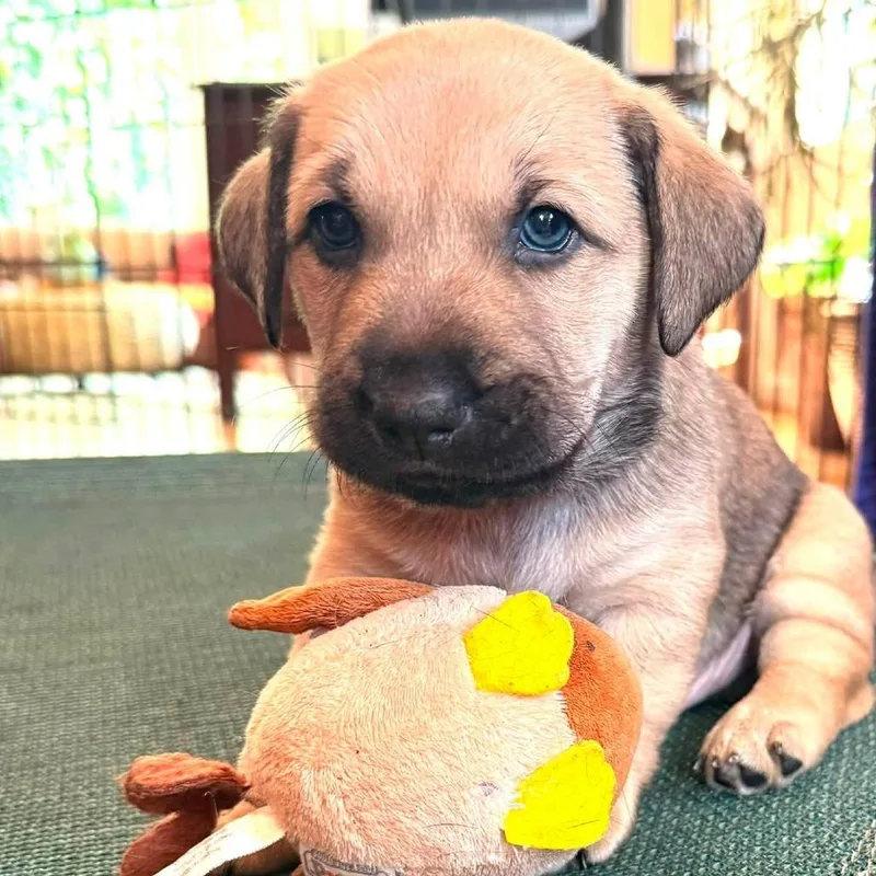 A baby medium-sized male Yellow / Tan / Blond / Fawn Basset Hound dog named McGriddle for adoption in Fairfax, VA