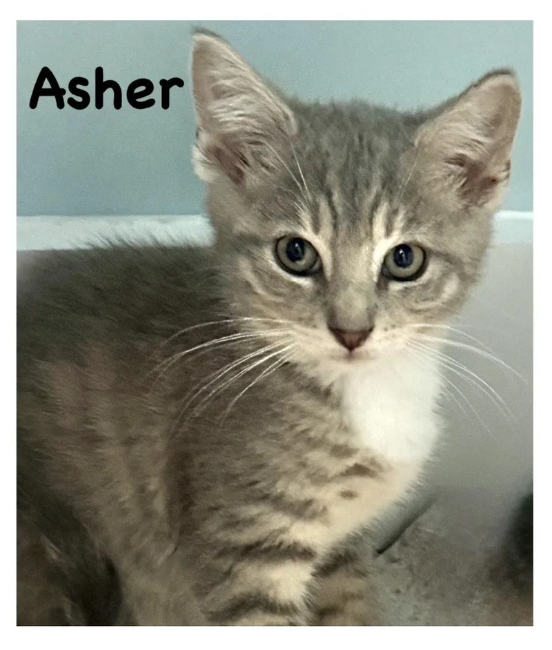 A baby medium-sized male Gray & White Domestic Short Hair cat named Asher  Willow Grove for adoption in Greenville, DE