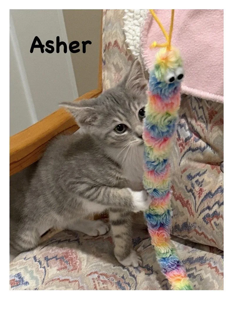 Asher  Willow Grove thumbnail 3