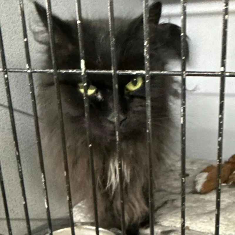 A senior small-sized female Black American Shorthair cat named Ebony for adoption in Carlin, NV
