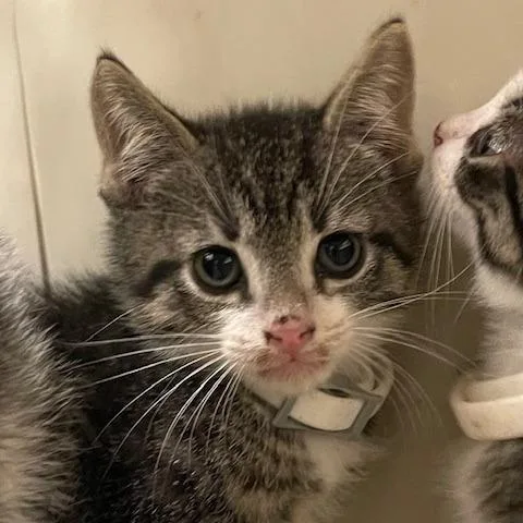 A baby small-sized male Brown / Chocolate Domestic Short Hair cat named Denahi for adoption in Lake Panasoffkee, FL