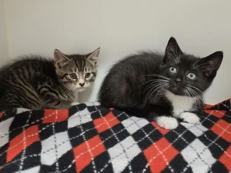 A baby large-sized male Black & White / Tuxedo Domestic Short Hair cat named Panda &  Bear for adoption in Amityville, NY